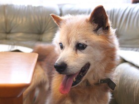 英国人がつないだ命　高齢犬になって、幸せをつかむ