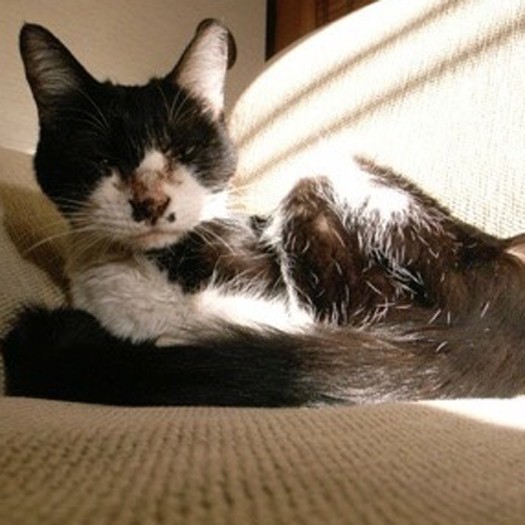 保護して間もない楳。とても痩せていた（提供写真）