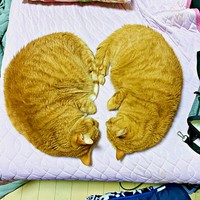 「腎臓？」 友人に送った写真（左から）マメちゃん、バジルちゃん（画像提供：きくこさん）