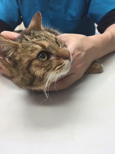 羽田空港から病院へ直行「この状態でよく生きていた」と先生にいわれたそう