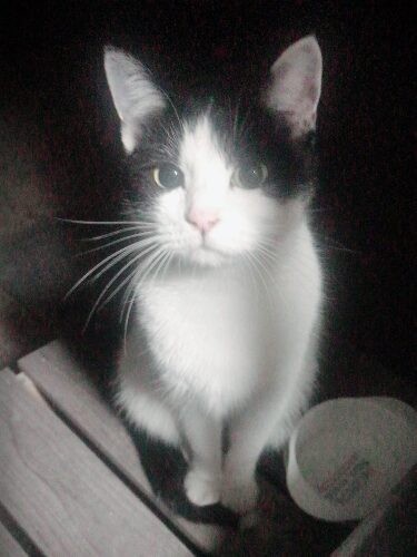 家にきたころの「はち子」