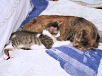 先住猫・えっちゃんに寄り添って眠るくうちゃん（画像提供：Ｙさん）