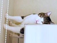 寝方にびっくり！ 冷蔵庫上で眠るふくくん（画像提供：とこもさん）