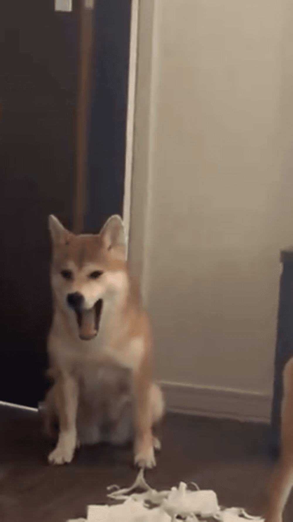 イタズラを見ても、余裕の表情のユウちゃん