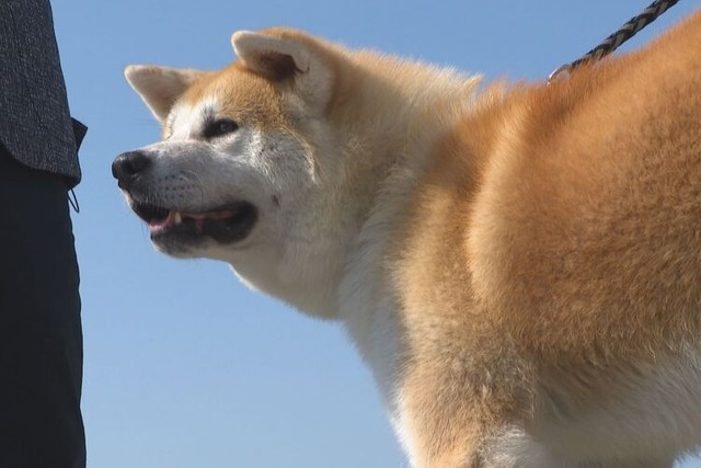 阿南市で保護された秋田犬