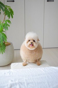 「トリミング後に一緒にボールで遊んでいる時の写真です！」（提供：ごつもりプードルさん）