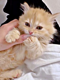 飼い主さんに甘えるうにくん（画像提供：うにまるさん）