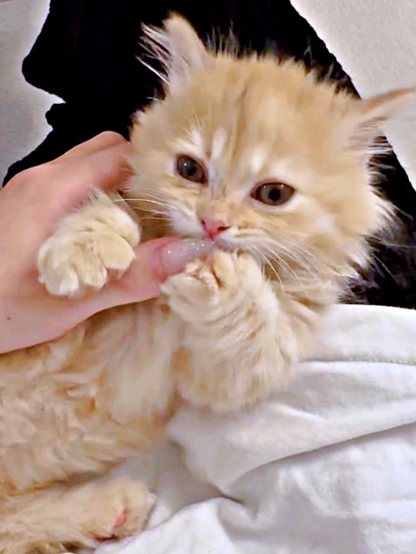 飼い主さんに甘えるうにくん（画像提供：うにまるさん）