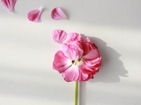 双極性障害Ⅰ型で、障害者雇用枠で入社した総合職の私が先輩面談に指名された