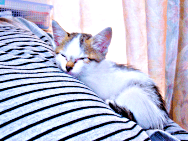 お迎え当日、生後推定2カ月だったみぃ～みぃ～ちゃん（画像提供：みぃ～みぃ～ちゃんとジャミラズさん）