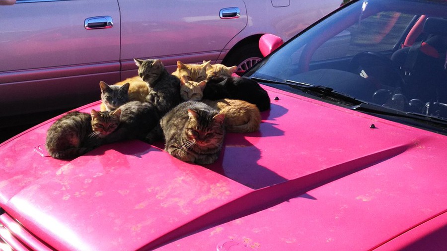 15年乗ってる愛車が「シルビニャ」に…「貸してるだけだからな