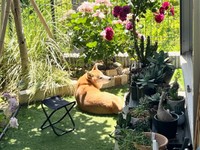 お花に囲まれて日向ぼっこするおとちゃん（画像提供：柴犬おとちゃん 6歳さん）