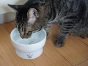 猫の水飲み容器、好みはそれぞれ　わが家はかなり個性的な器がハマりよく飲むように