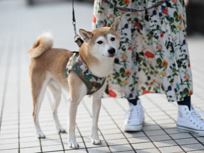 愛犬を病気にしてしまったのは私 罪悪感と自責の念を抱え 治療に向き合った１年半 犬 猫との幸せな暮らしのためのペット情報サイト Sippo