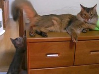 子猫期のレイくんに大人の余裕を見せる、ウルくん