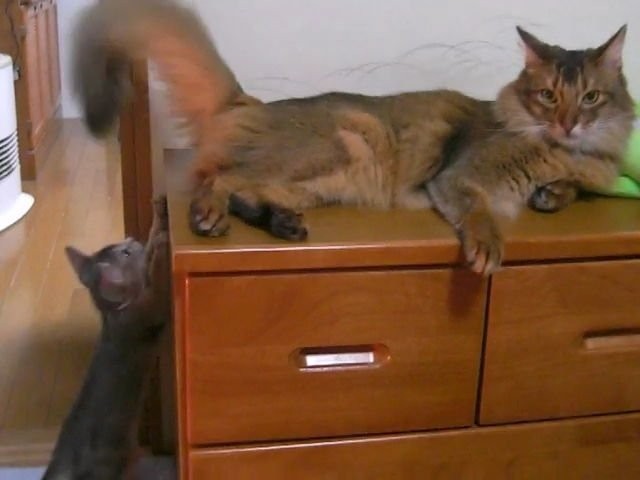 子猫期のレイくんに大人の余裕を見せる、ウルくん