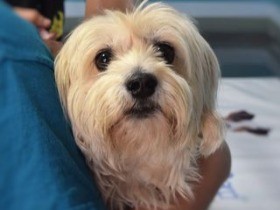 求められる獣医学教育②「高度化に対応、地域の偏りも解消を」