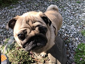 福を呼ぶ？　お顔もカラダもふくふくなパグ「ふくすけ」