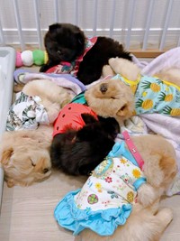 生後1カ月を迎え、すくすく成長中の子犬たち（画像提供：CHOWCHOWFAMILYさん）