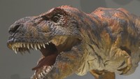 ティラノサウルス展　岡山シティミュージアム