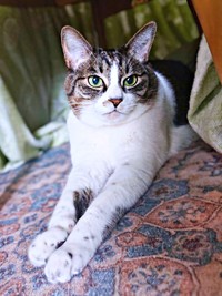 面倒見のよいお姉さん・ななちゃん（画像提供：たまご@猫とごはんさん）