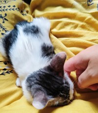 保護後、膝上でくつろぐグミちゃん（画像提供：山口夏実さん）