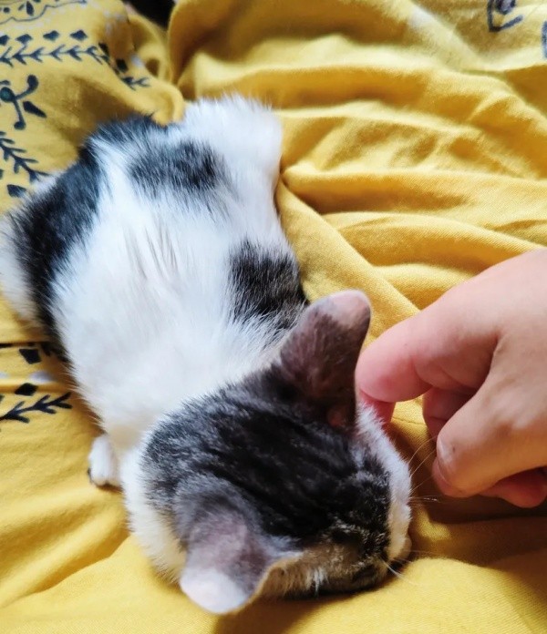 保護後、膝上でくつろぐグミちゃん（画像提供：山口夏実さん）