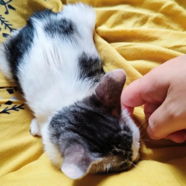 保護後、膝上でくつろぐグミちゃん（画像提供：山口夏実さん）