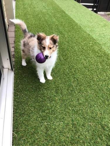 家にきたころのとわ