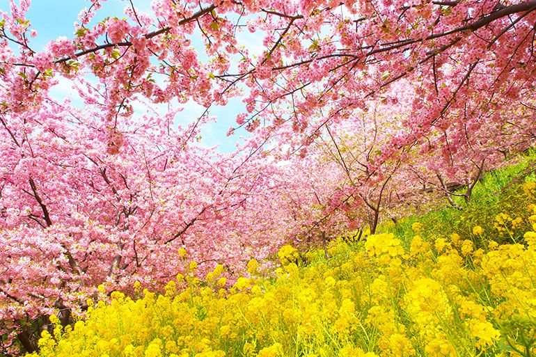 河津桜まつりを満喫 早春の伊豆旅行を楽しむ見頃・アクセスガイド