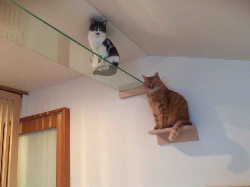 ガラスのキャットウオーク