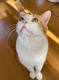 保護後、見違えるほどふっくらと健康的になった若林くん（画像提供：たいしおさん）