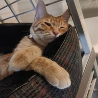 シェルターでゴロスリ猫と対面、茶トラの魅力にはまる 食欲御旺盛で今