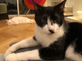 誰だって初めての時がある　高齢猫の介護「強制給餌」は難しくない