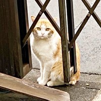 保護前、痩せ細っていた若林くん（画像提供：たいしおさん）