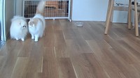 お留守番の間も仲良くくっついてるレモンくんとポテチくん（提供：猫のレモンと犬のポテチさん）