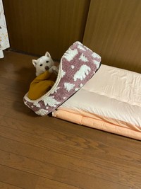 少し切ない表情で何かを訴えるまつちゃん（提供：白柴まつさん）