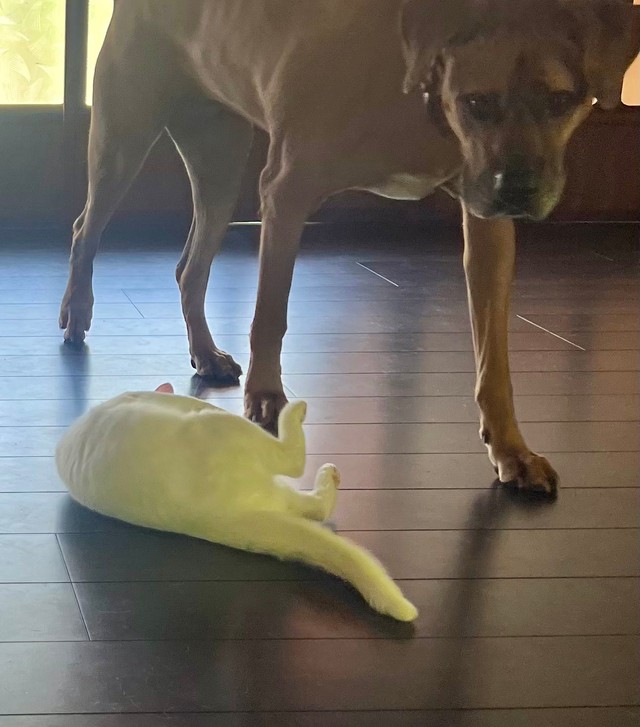 後ろ足でチョイチョイ…と甘えるソウくんですが（画像提供：ジョーは犬&猫と共に古民家で暮らしているさん）
