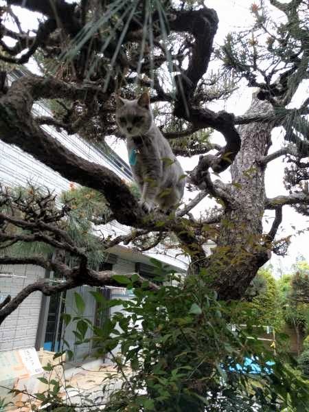 推定11歳にしてなかなかアクティブなごまちゃん