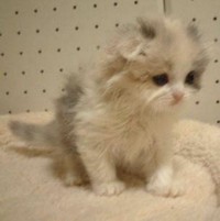 お迎え前に撮影された子猫時代