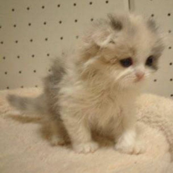 お迎え前に撮影された子猫時代