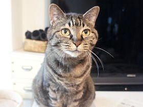 ビビリで運動嫌いな猫、赤ちゃんが来て激変　連続ジャンプも