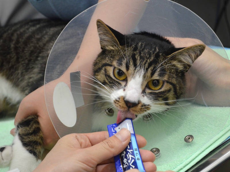 ちゅ～るで落ち着かせてから血液検査。不満顔でもしっかりと２本目を食べるレイちゃん