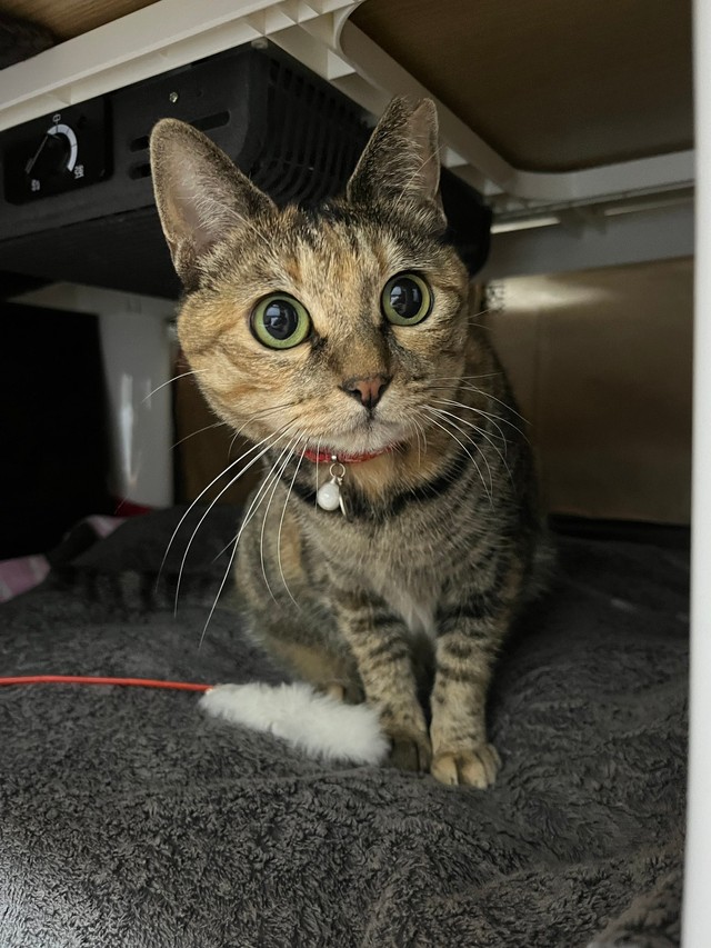 メルモちゃん（おたむさん提供）