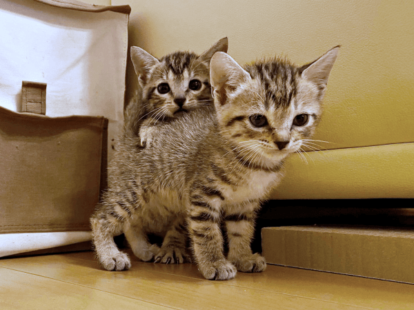 ナラちゃんの背中に乗ろうとするシンバちゃん（画像提供：シンバとナラさん）