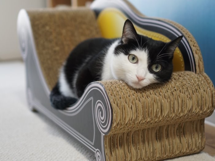 「カメラを向けられると、つい見てしまうの」