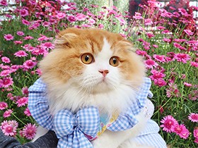 フワモコなスコティッシュ「茶々丸」、温室で花々に囲まれる