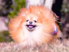 走るの一番好きなんだワン　カスタネット芸もできる芸達者なポメラニアン「こもも」