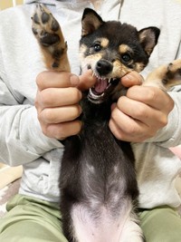 子犬時代のこまちちゃん（画像提供：黒柴 こまちさん）