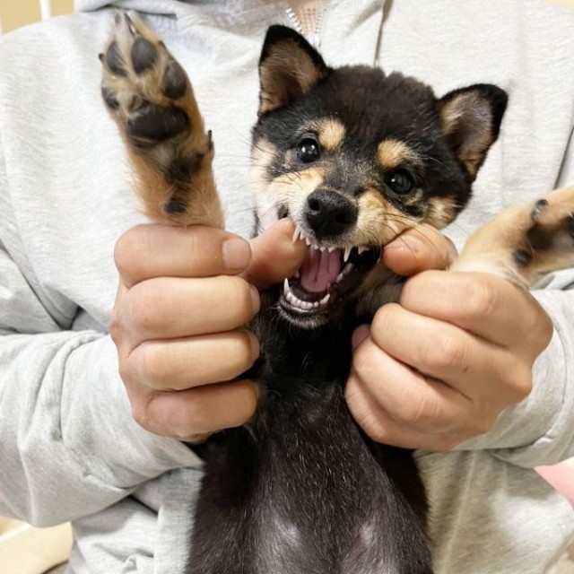 子犬時代のこまちちゃん（画像提供：黒柴 こまちさん）